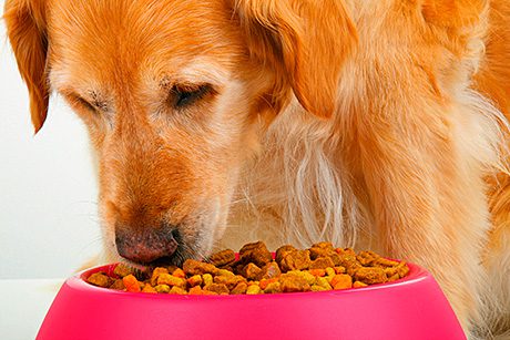 Pets are eating better food than their owners, with treats proving particularly recession-proof. UK shoppers spent £239 million on treating their animals in 2012.