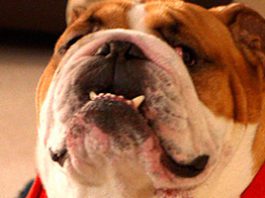 Getting through to Wembley Hello Wembley!