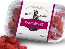 Salad days for Scotty Brand SCOTTISH produce specialist Scotty Brand is welcoming summer with new soft fruits and salad leaves. The strawberries, from Bruce Farm in Ayrshire, will arrive in stores this month, with the raspberries joining them in July.