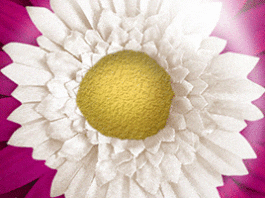 Power of flower – New scents for home & on the road The Flower Power air freshener