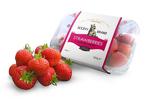 Scotty Brand’s seasonal lines include Scotty Brand strawberries and a range of lettuces, below.