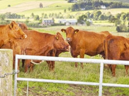 From the family – Quality Meat Scotland campaign From the family