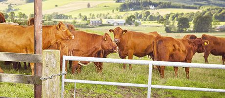 From the family – Quality Meat Scotland campaign From the family