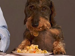 Cats top the pet spending league – Category latest