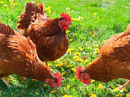 More info please – Animal welfare concern chickens_farm_tmb