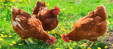 More info please – Animal welfare concern chickens_farm_tmb