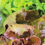 Grocer goes to war on waste More than two thirds of bagged salad tracked in Tesco analysis was wasted and apples, grapes, bananas and bread also showed high levels of waste. Zero Waste Scotland says Scotland wastes 2.1m tonnes of food a year.