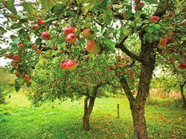 Apples are not the only fruit Cider was one of the most successful drinks categories for many years but market and industry analyst Key Note found that 2012 was a much tougher year for the cider brands. The bright spot it reckons is fruit cider. The fruit cider products, which marry apples with berry and other fruit flavours, are showing significant growth.