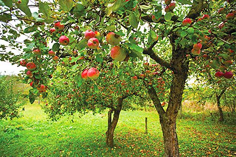 Cider was one of the most successful drinks categories for many years but market and industry analyst Key Note found that 2012 was a much tougher year for the cider brands. The bright spot it reckons is fruit cider. The fruit cider products, which marry apples with berry and other fruit flavours, are showing significant growth.