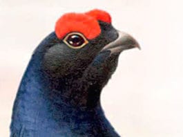 Grouse toasts famous year The Famous Grouse