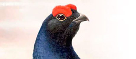 Grouse toasts famous year The Famous Grouse