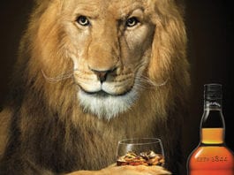 Lion purrs in surprisingly smooth Scotch push