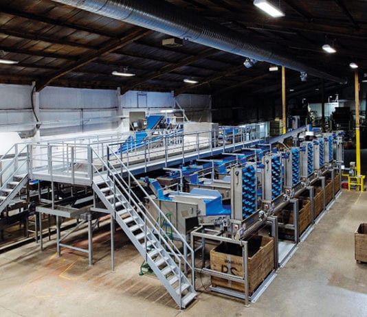 Potatoes on the line