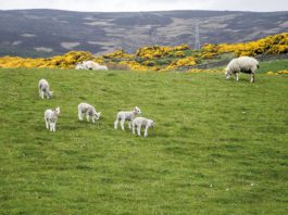 From farm to fork prevails