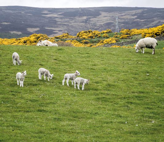 From farm to fork prevails