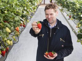 Scottish strawberries ripen early