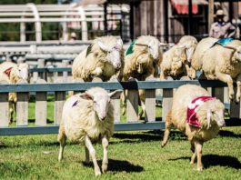 Ewe only live once