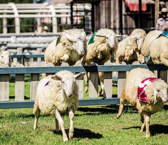 Ewe only live once