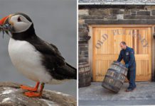 Puffin and doors to distillery