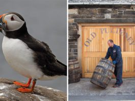 A tale to tell Puffin and doors to distillery