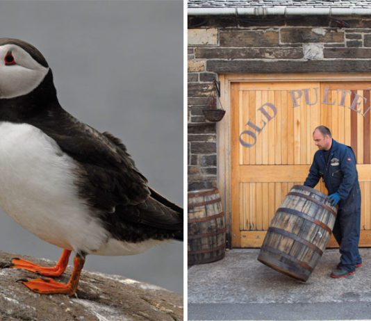 A tale to tell Puffin and doors to distillery