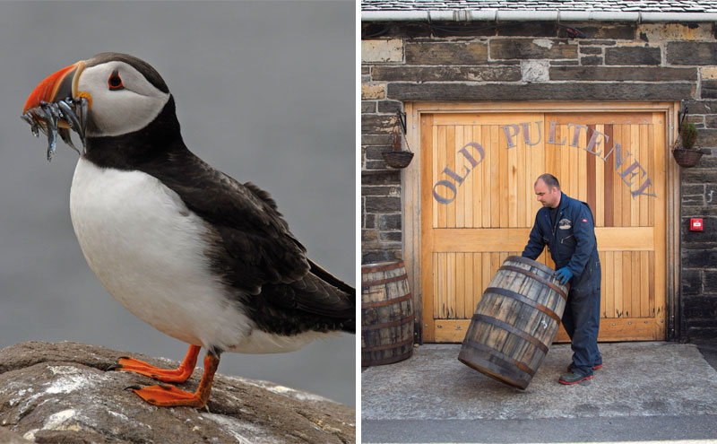 Puffin and doors to distillery