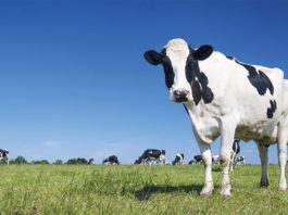 Rising prices may continue Cows