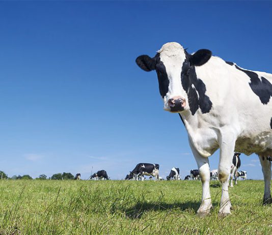 Rising prices may continue Cows