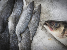 New favourite fish on net Scottish herring