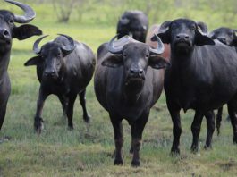 Big spend on Scottish firms