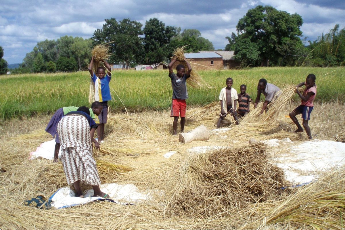 rice-farmers-malawi