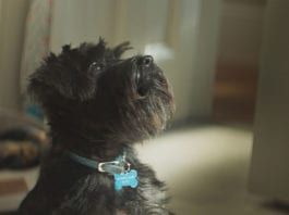 A £25m brand ruffreshment Small black dog