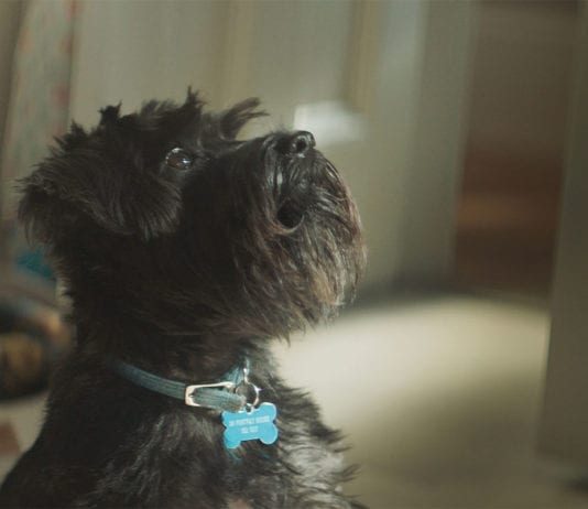 A £25m brand ruffreshment Small black dog