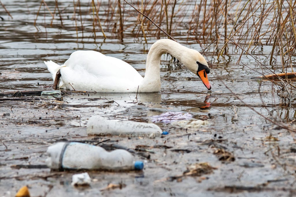 swan with plastic waste