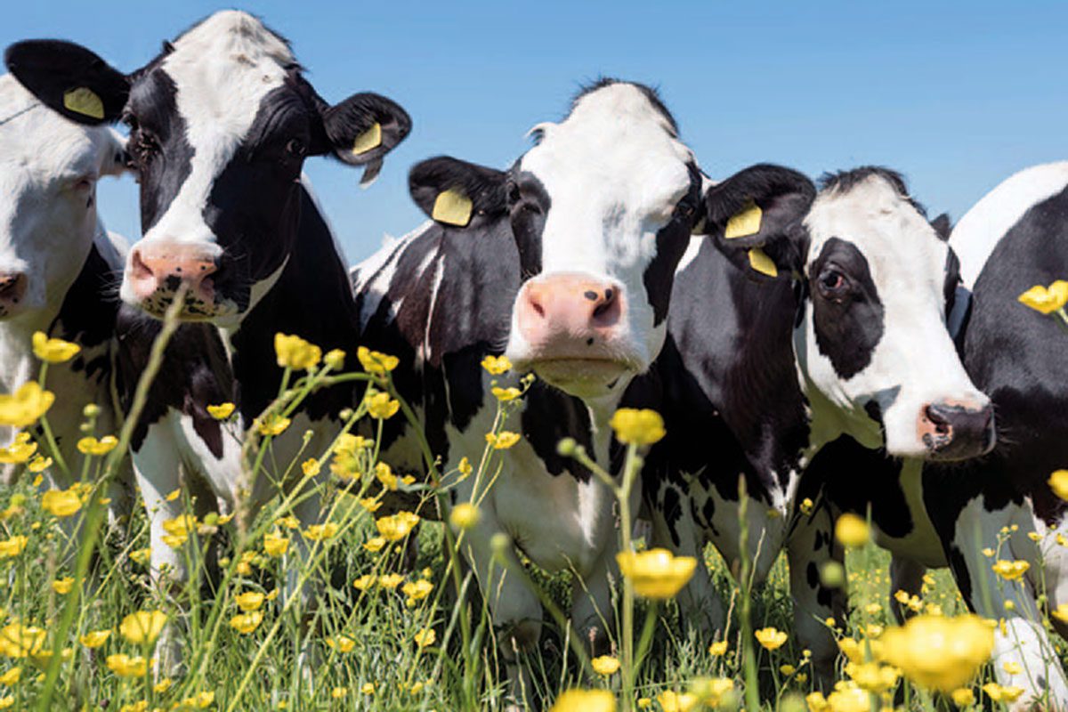 Cows in a field