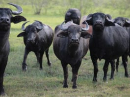 All go for the buffalo Buffalo