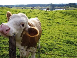 Call to cut meat intake Smiling Cow