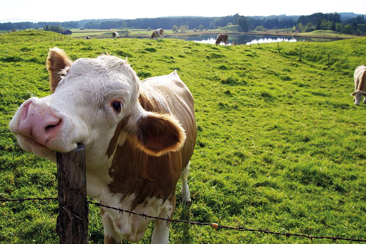 Smiling Cow