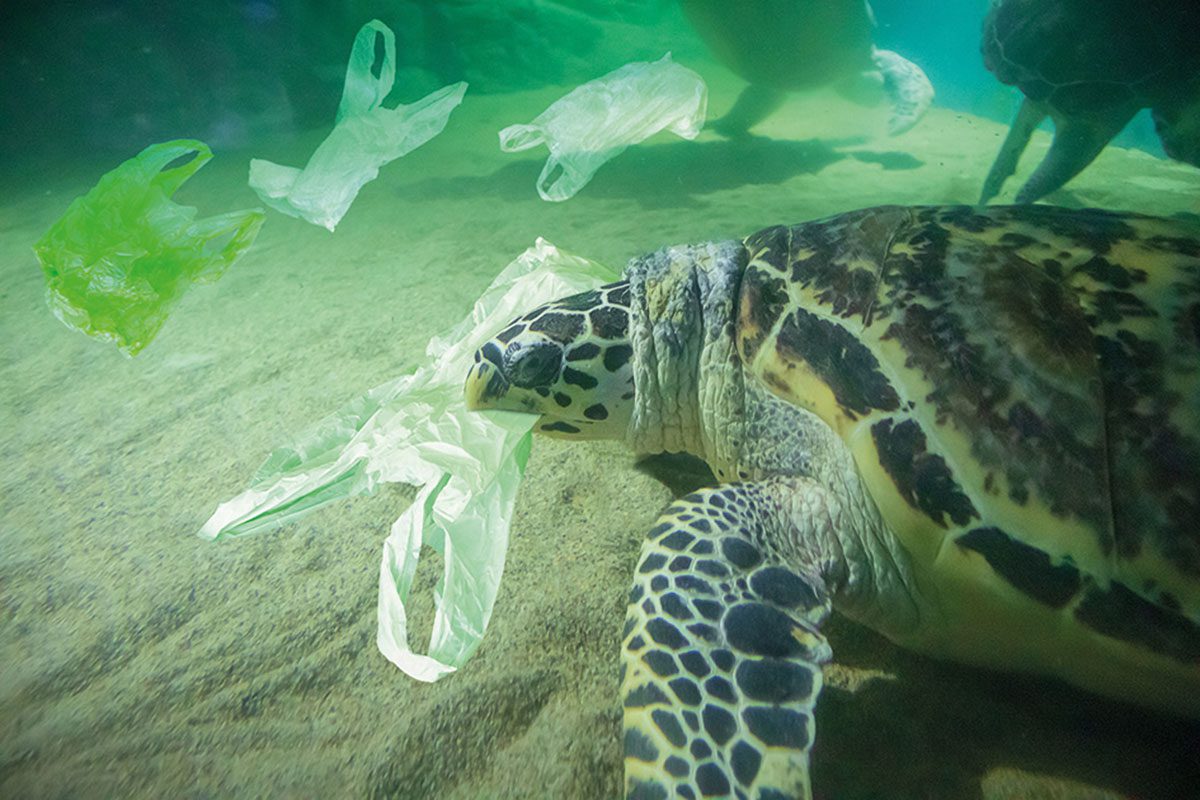 Turle Swimming with bags