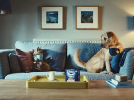 NPD is brewing good in stores dog on sofa behind tetley