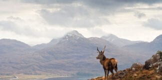highland-scenery-with-stag