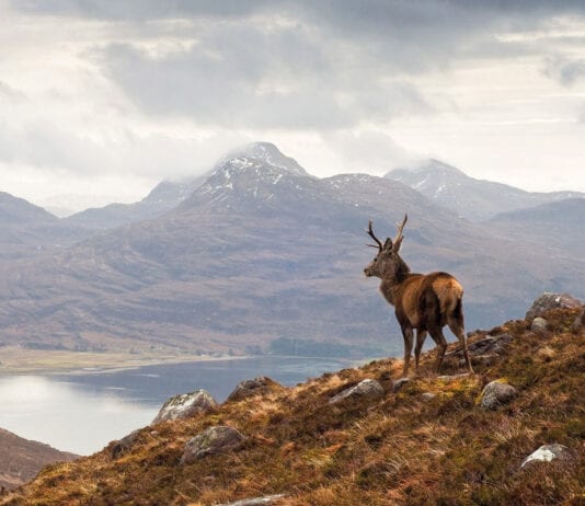 Spending big to fight coronavirus highland-scenery-with-stag