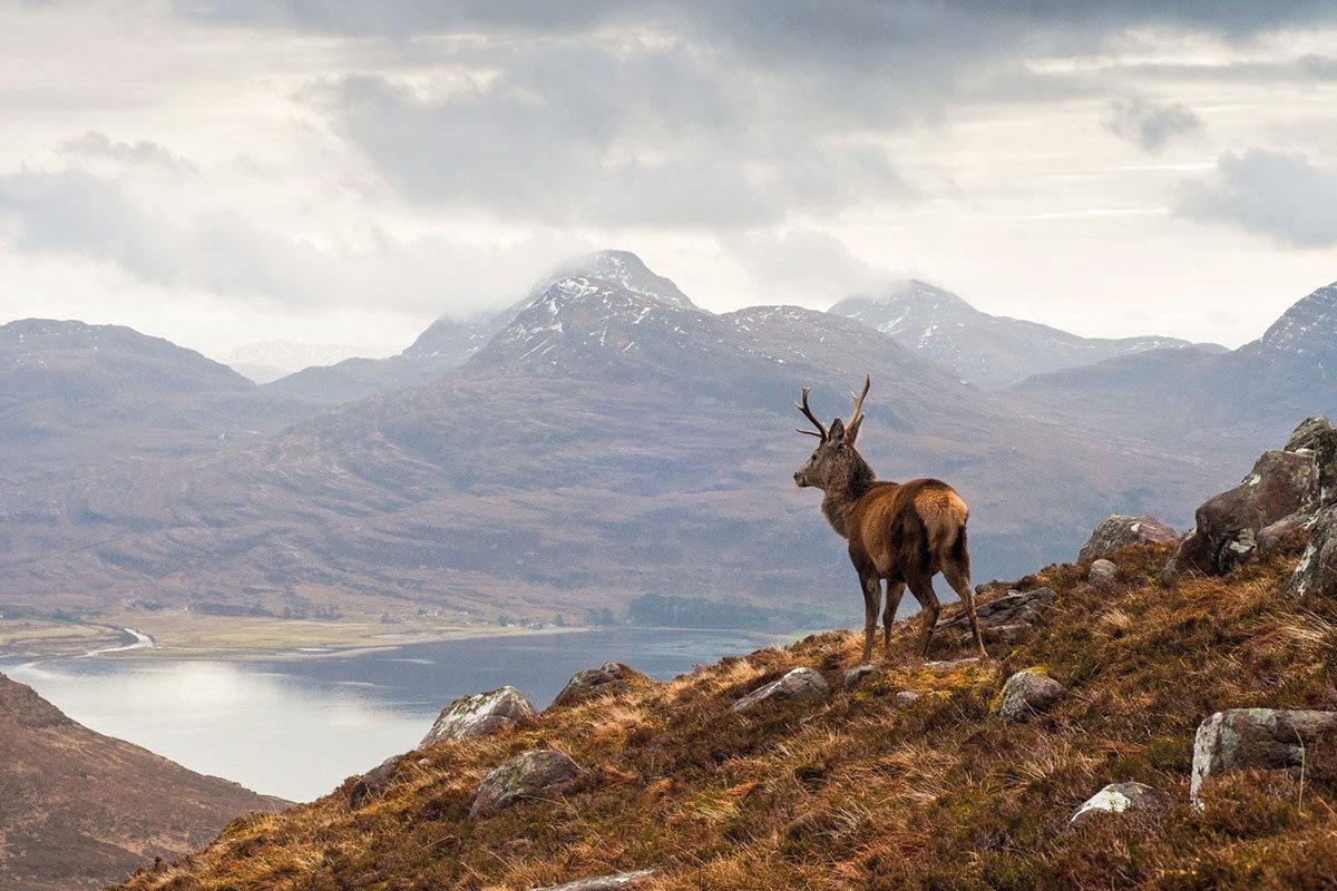 highland-scenery-with-stag