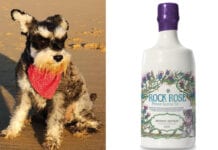 Rock Rose dog mascot