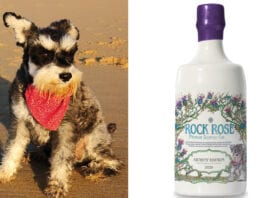 Good boy helps good cause Rock Rose dog mascot