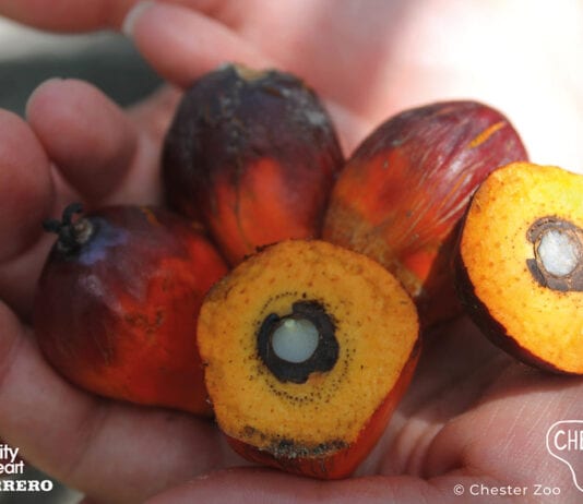Sustainable partnership Ferrero Palm Oil image