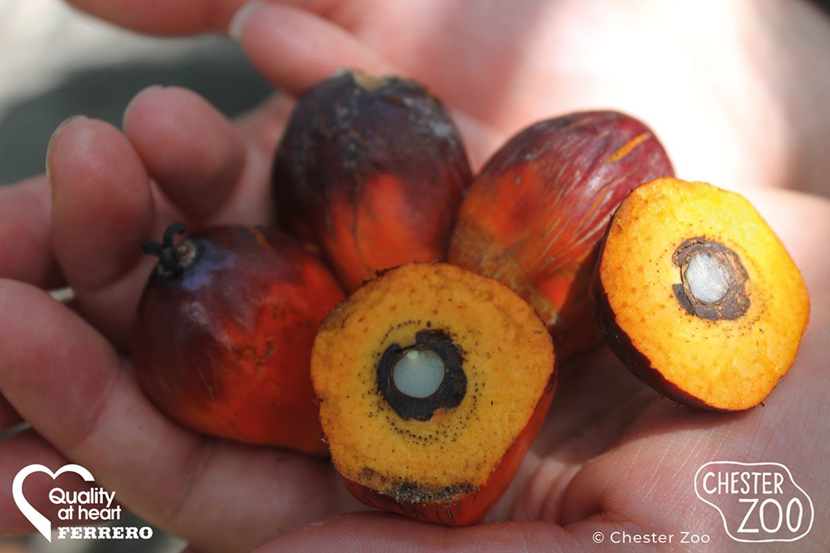 Ferrero Palm Oil image