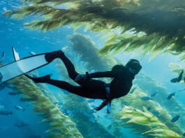 Talisker support for seas