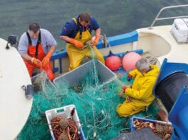 Scottish fish are left to rot Fishermen catching crab