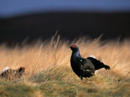 Whisky brand for the birds Abernethy whisky